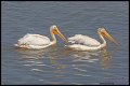 _3SB5508 american white pelicans